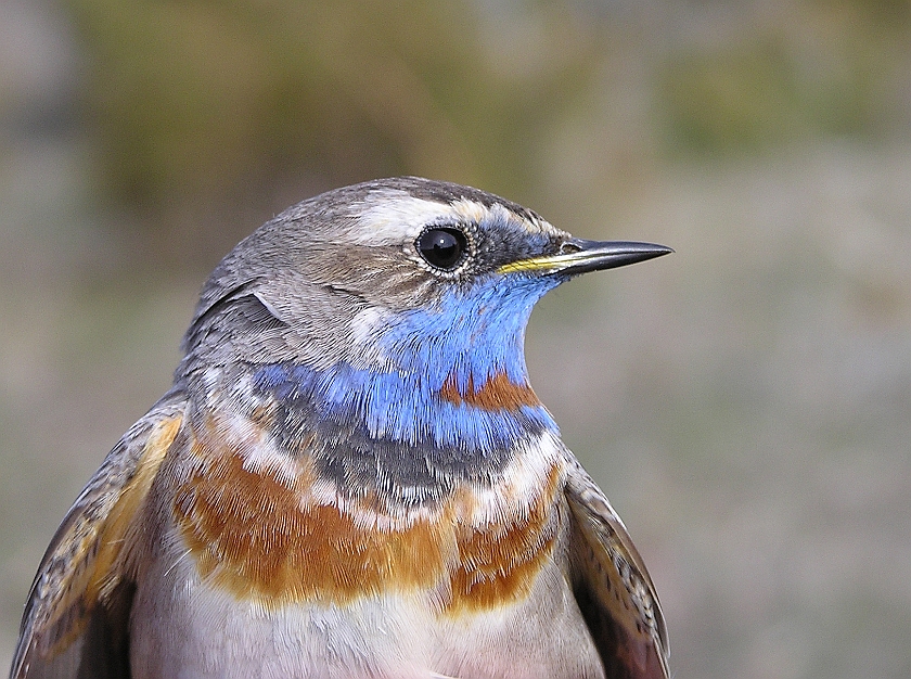 Bluethroat, Sundre 20050509